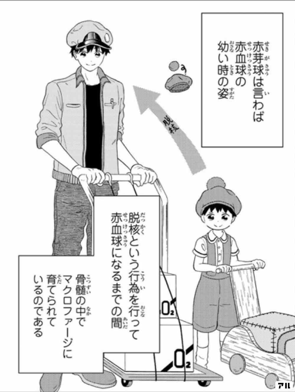 赤芽球は言わば赤血球の幼い時の姿 脱核という行為を行って赤血球になるまでの間 骨髄の中でマクロファージに育てられているのである はたらかない細胞 アル