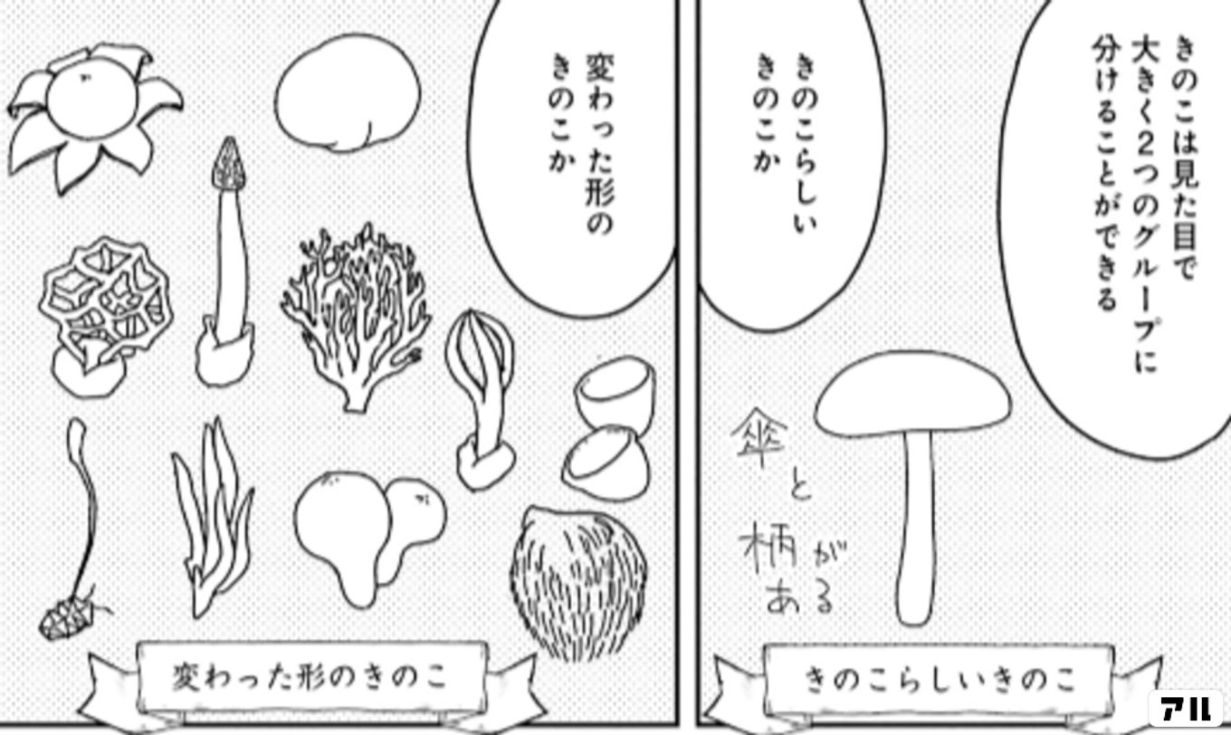 三枝教授のすばらしき菌類学教室