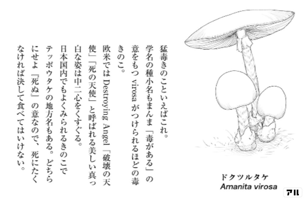 きのこ きのこ これは幾何学模様 じゃなくてしいたけ 三枝教授のすばらしき菌類学教室 アル