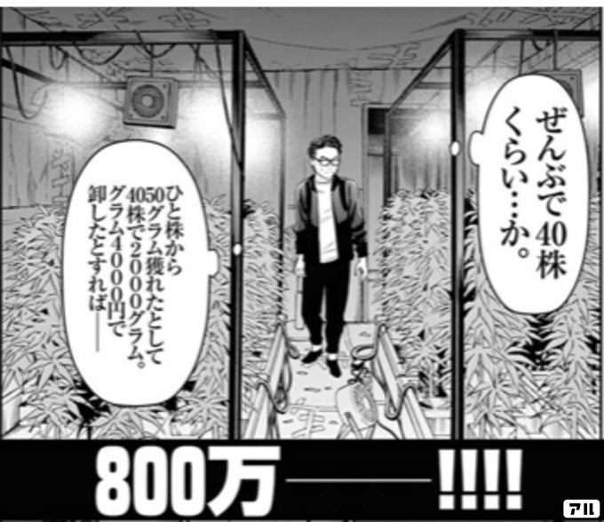 ぜんぶで40株くらい か ひと株から50グラム穫れたとして40株で00グラム グラム4000円で卸したとすればー 800万ー ハスリンボーイ アル