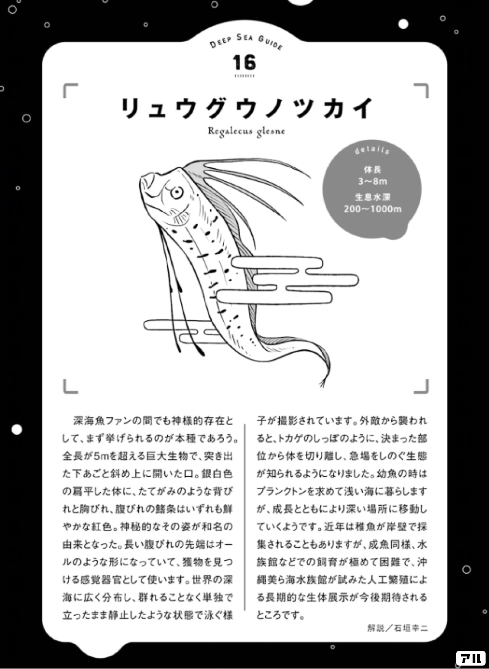 【激レア】リュウグウノツカイ（Regalecus glesne）エタノール標本 激レア】リュウグウノツカイ（Regalecus glesne）エタノール標本