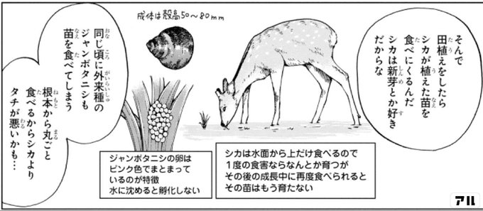 鹿に食べられないお花 春 初夏の一年草 Greensnap グリーンスナップ