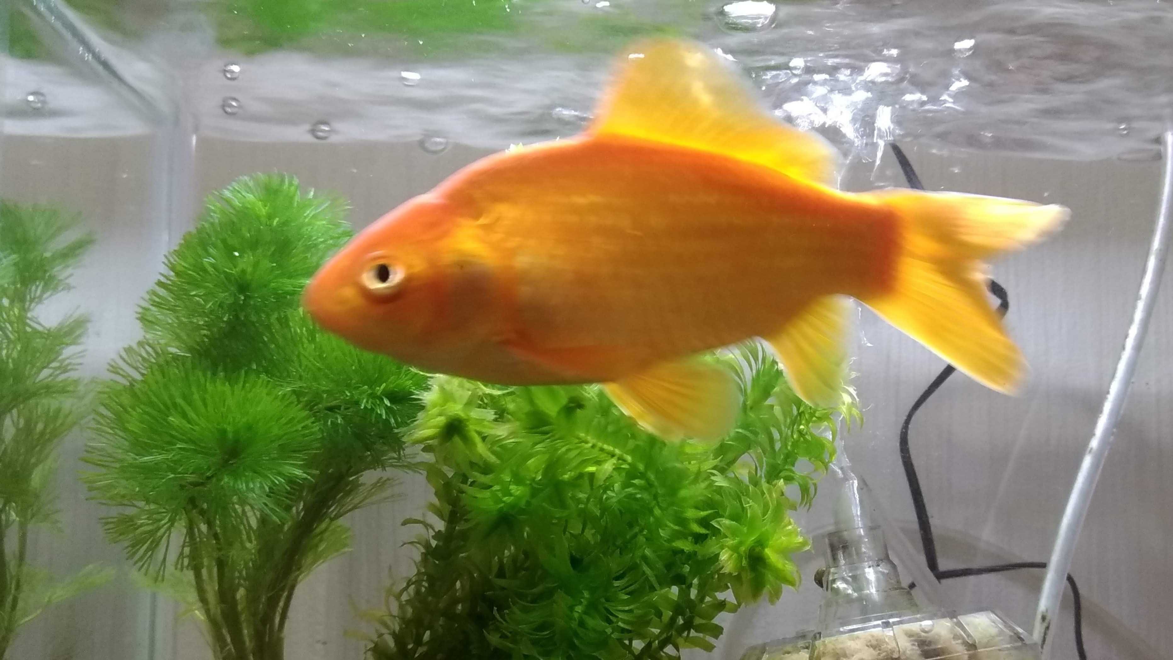 幽遊白書 幽白 の好きなところ 爆裂金魚 アル